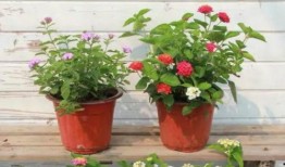 开封新闻大爆料最新视频,揭秘最新视频背后的惊人真相！