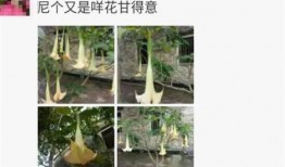 最新 植物爆料,这些植物竟有如此神奇功效！