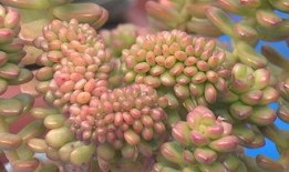 最新 植物爆料,这些植物竟有如此神奇功效！